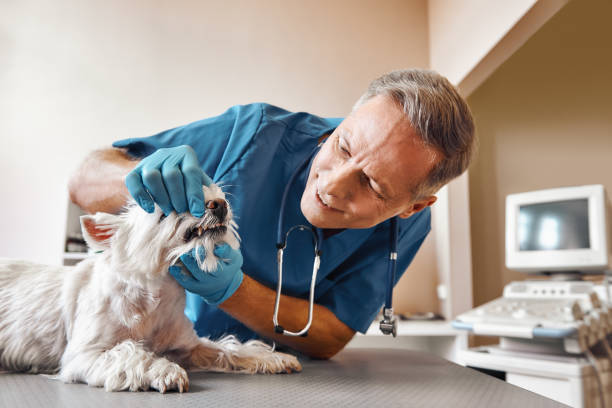 Best Dental Abscess Treatment in Pacolet, SC